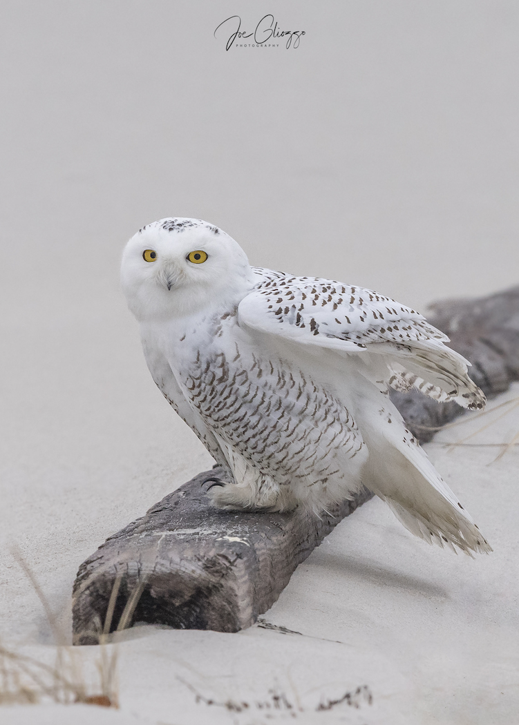 xxsnowy owl 12-22-252.jpg