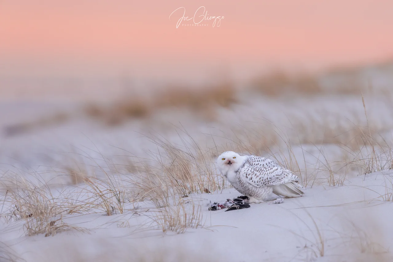 ARRIVING AT SUNRISE, PATIENCE, AND BEING VERY, VERY RESPECTFUL OF THE BIRDS COMFORT ZONE RESULTED IN THIS AMAZING SNOWY OWL PHOTO. IMAGE: JOE GLIOZZO