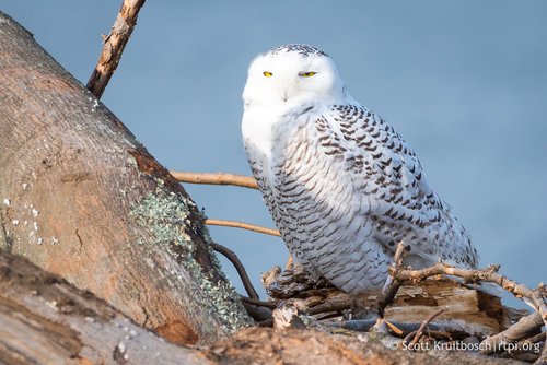 How to Watch Snowy Owls in the Wild — Destination: Wildlife™