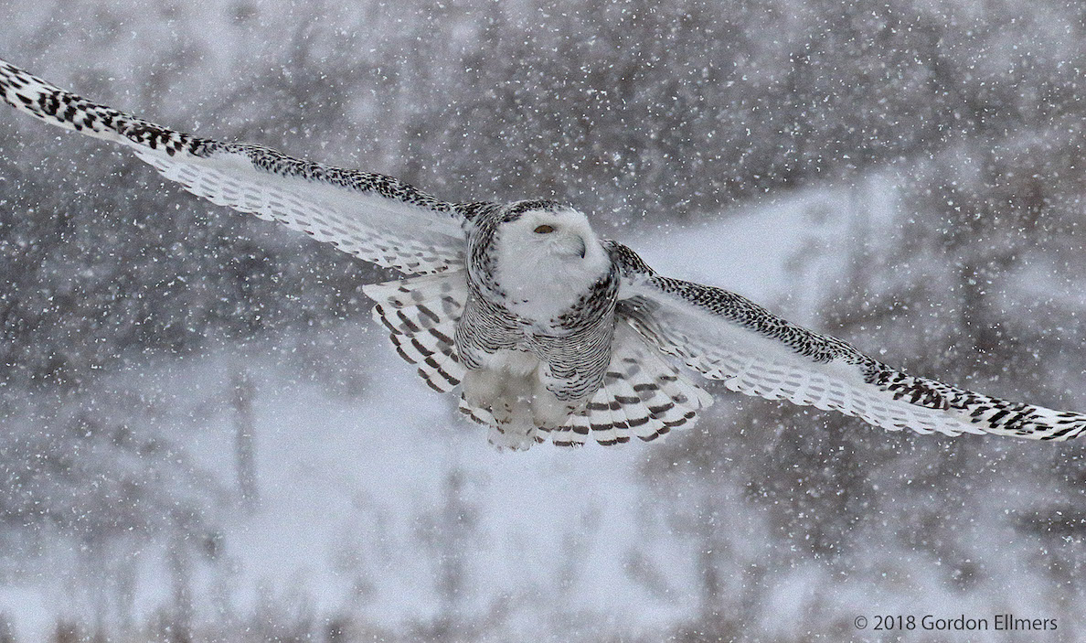 xxowl, snw hunting Ft Ed snow storm 020418_16.jpg