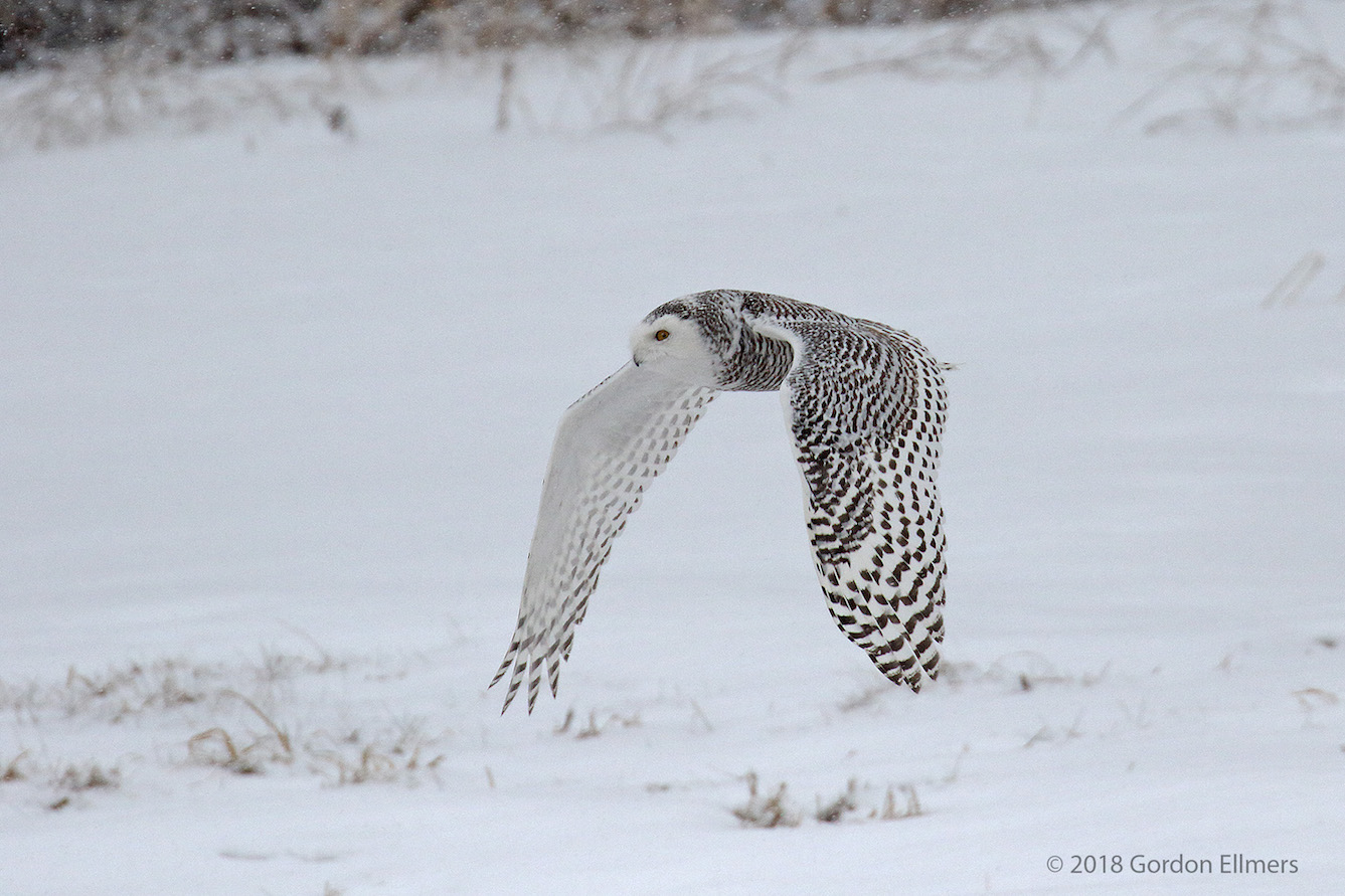 xxOwl, Sny Hunting 4 of 13 Ft Ed Snow storm .jpg