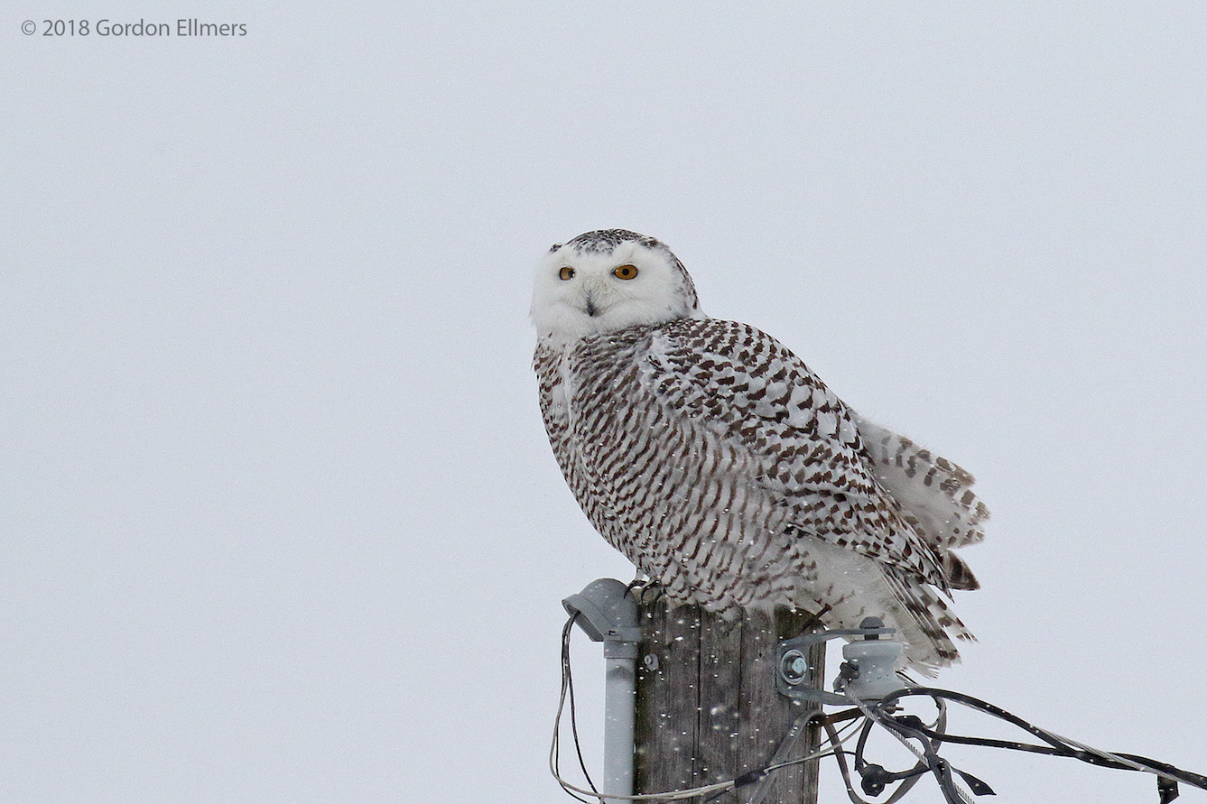 xxowl, sny hunting snow storm ft ed 10:13 020418_14.jpg