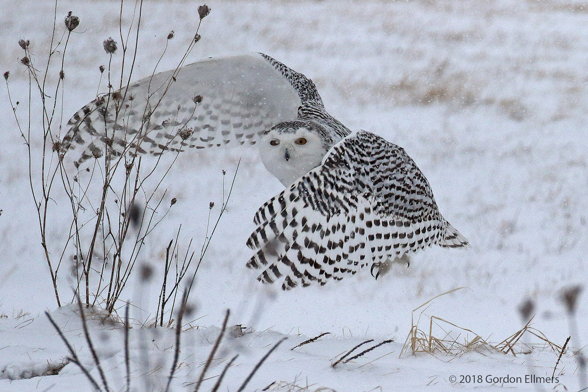 How To Watch Snowy Owls In The Wild Destination Wildlife