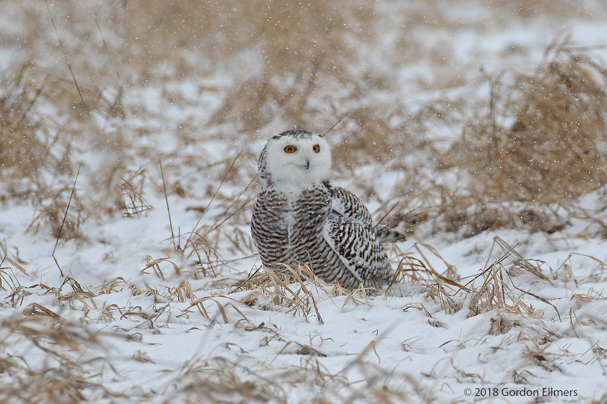 xx Owl, ny Hunting 5:13 snow storn Ft Ed 020418-11.jpg