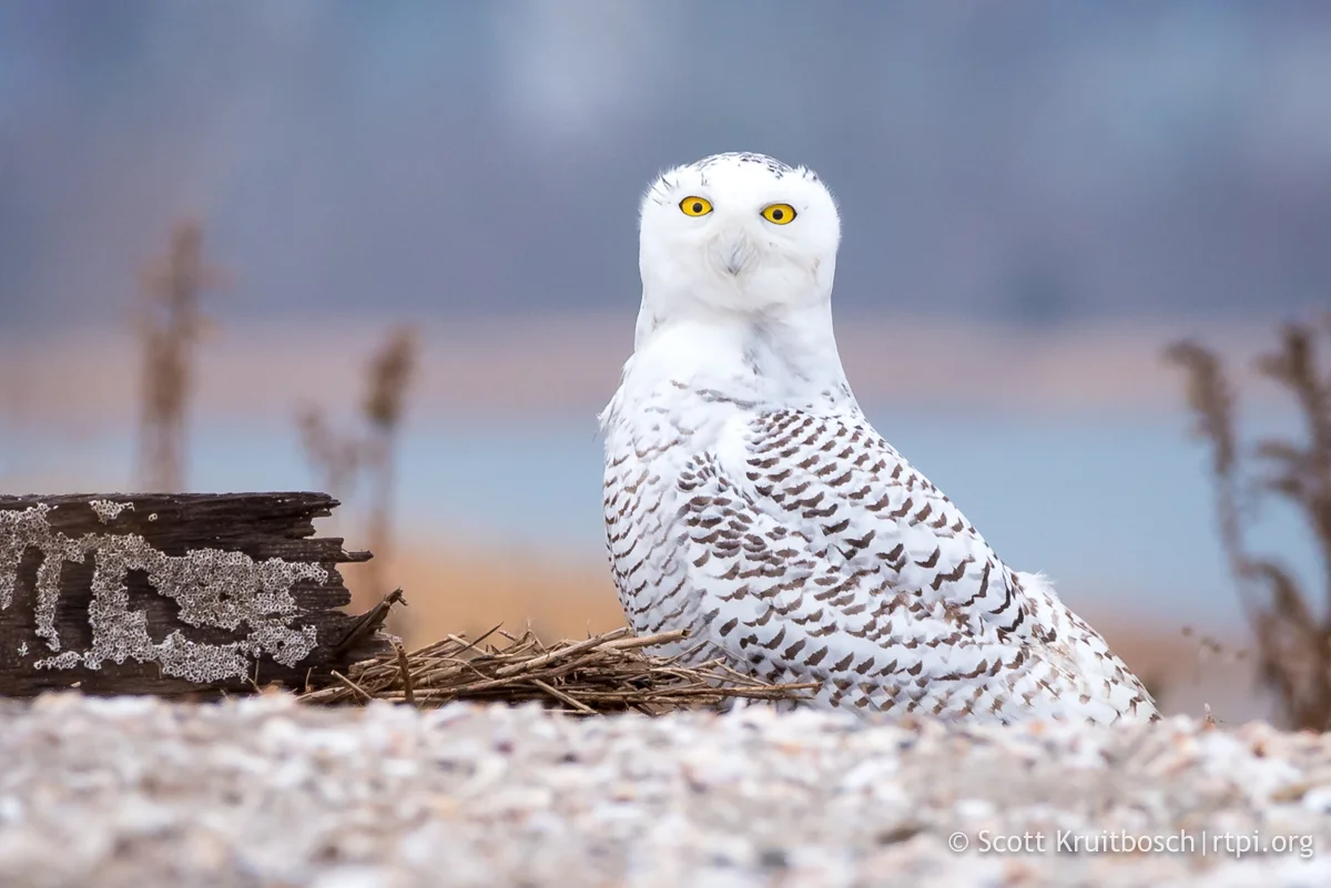 How to Watch Snowy Owls in the Wild