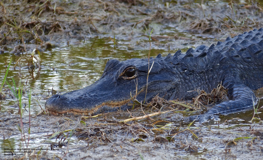 Everglades City: Wildlife