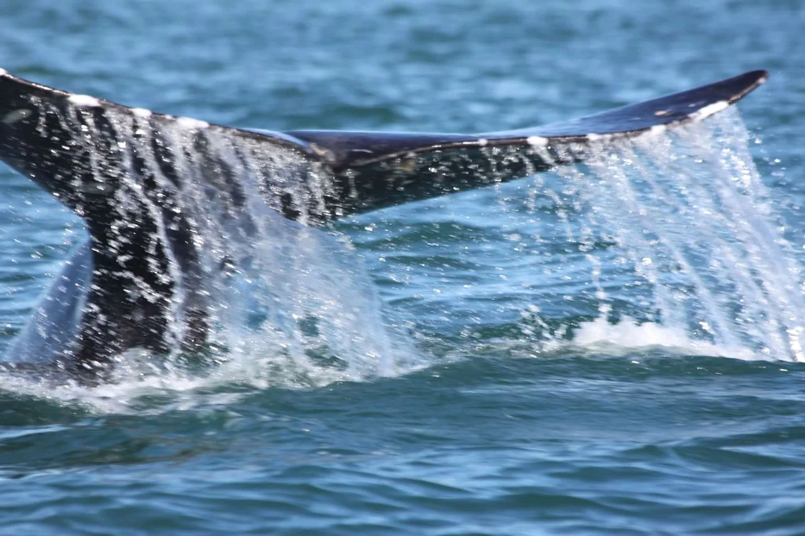 GREY WHALES PLAY AROUND AND EVEN UNDER THE SMALL PANGA BOATS, BUT THERE HAS NEVER BEEN AN INCIDENT OF A WHALE TURNING IT OVER. IMAGE: TOBY MAILMAN.