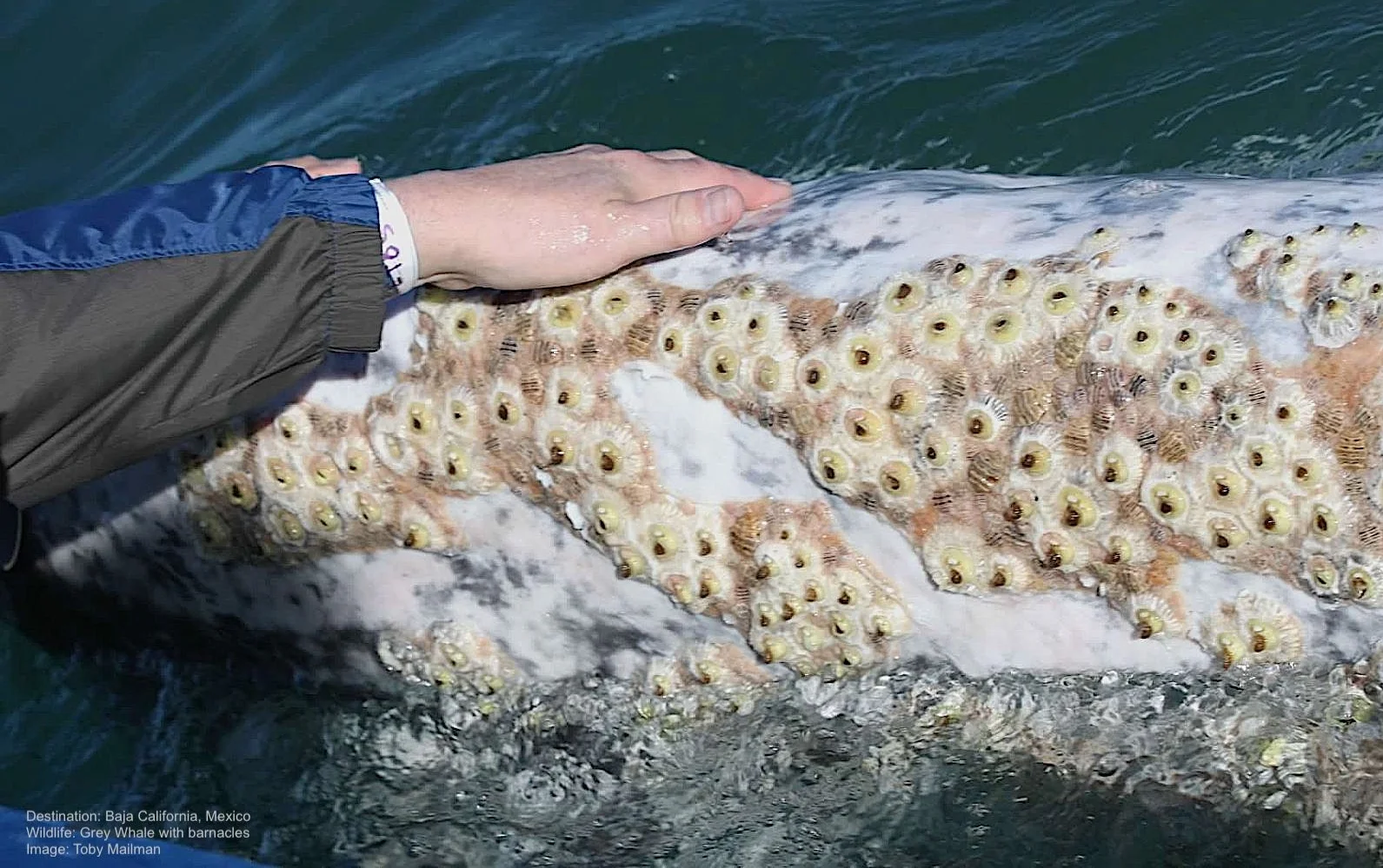 "RESPONSIBLE WILDLIFE TOURISM" ALMOST ALWAYS MEANS: DO NOT TOUCH THE WILDLIFE! The GREY WHALES IN BAJA CALIFORNIA, MEXICO'S THREE WEST COAST LAGOONS ARE A VERY RARE EXCEPTION. THE WHALES ENCOURAGE YOU TO TOUCH THEM, BUT ONLY WHEN THEY ARE HERE, THE SAME WHALES AVOID HUMAN CONTACT WHEN THEY LEAVE THESE LAGOONS. IMAGE: THANKS TO ©TOBY MAILMAN