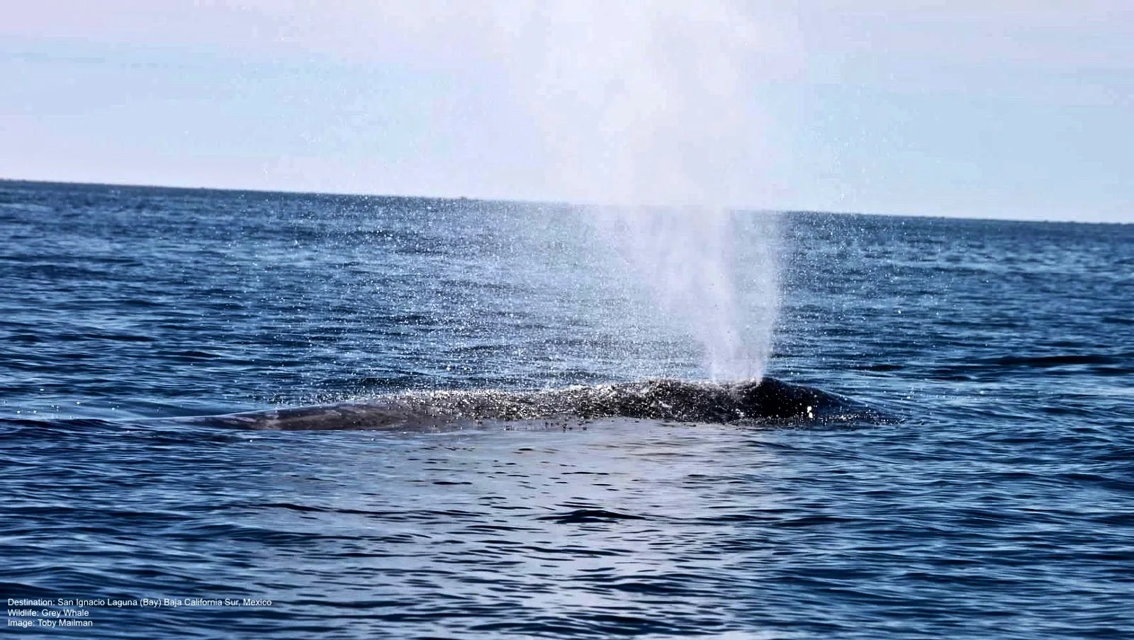 YOU CAN HEAR THE GREY WHALES BREATH BEFORE YOU CAN SEE THEM. IT IS LIKE THE BIGGEST YOGA EXHALE EVER! GREY WHALE MIGRATE UP TO 12,000 MILES (19,300KM) FROM THE ARCTIC TO THE WATERS OFF THE BAJA PENINSULA. IMAGE: THANKS TO TOBY MAILMAN
