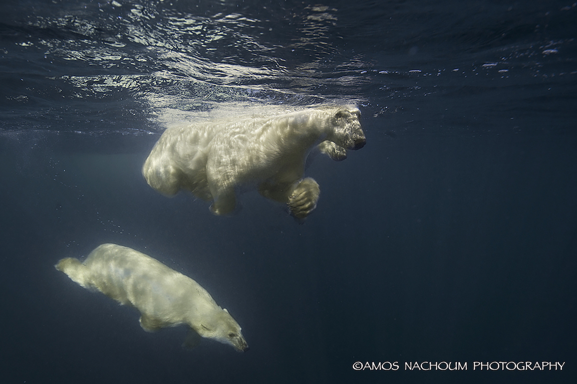ONE CURIOUS POLAR BEAR CUB DIVED DOWN TO GET A BETTER LOOK AT US, THEN WENT BACK TO ITS FAMILY. IMAGE: COURTESY OF ©AMOS NACHOUM