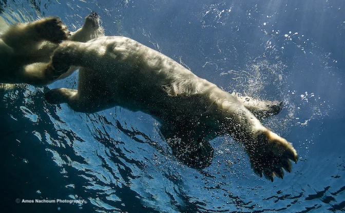IN OPEN WATER WITH POLAR BEARS. A MOTHER AND CUB PASSED OVER MY HEAD WITHIN THREE METERS (10-FEET) IMAGE:©AMOS NAUCHOUM PHOTOGRAPHY