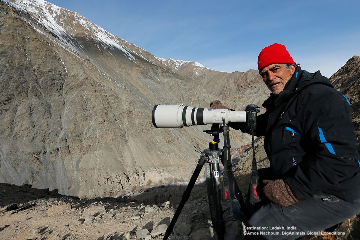 PATIENCE AND UNDERSTANDING THE ANIMAL'S BEHAVIOR ARE KEY. AMOS NACHOUM WAITS FOR THE SNOW LEOPARD IN LADAKH, INDIA. IMAGE: COURTESY OF BIGANIMALS GLOBAL EXPEDITIONS.