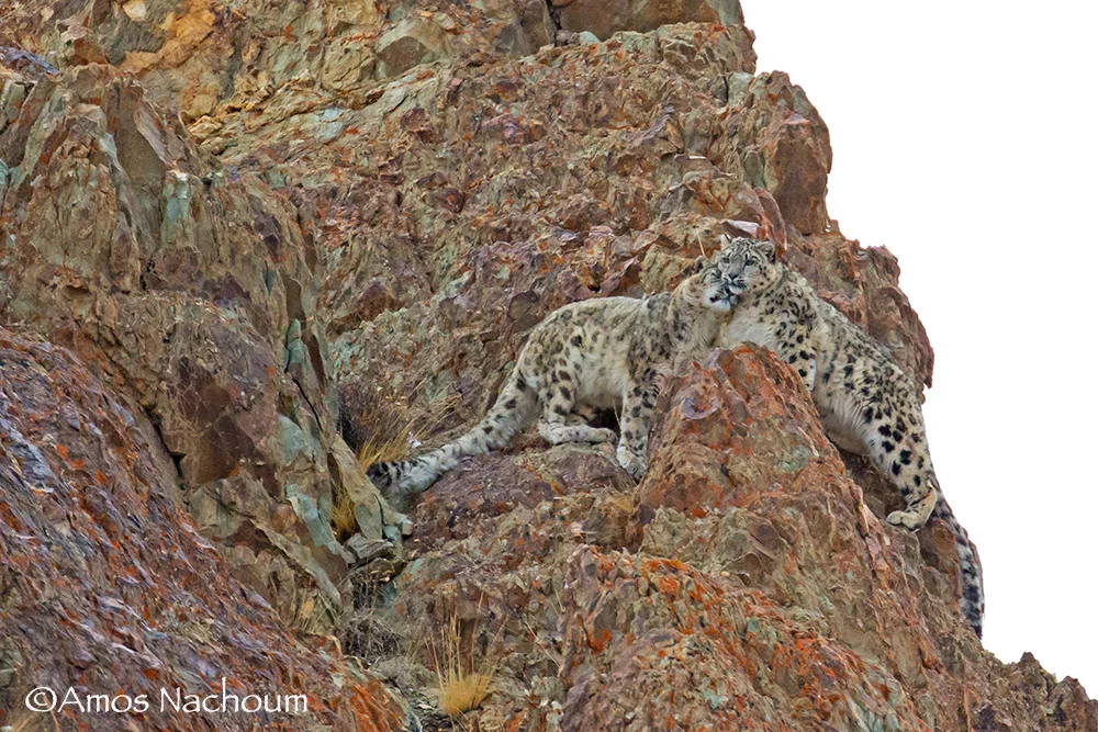 LADAKH, INDIA. ALL THE OTHERS WENT BACK TO CAMP, BUT AMOS STAYED FOR HOURS IN THE COLD, ALONE. HE KNEW THE SNOW LEOPARDS WOULD SHOW THEMSELVES IN THEIR OWN GOOD TIME. IMAGE: ©AMOS NACHOUM PHOTOGRAPHY. BIGANIMALS GLOBAL EXPEDITIONS.