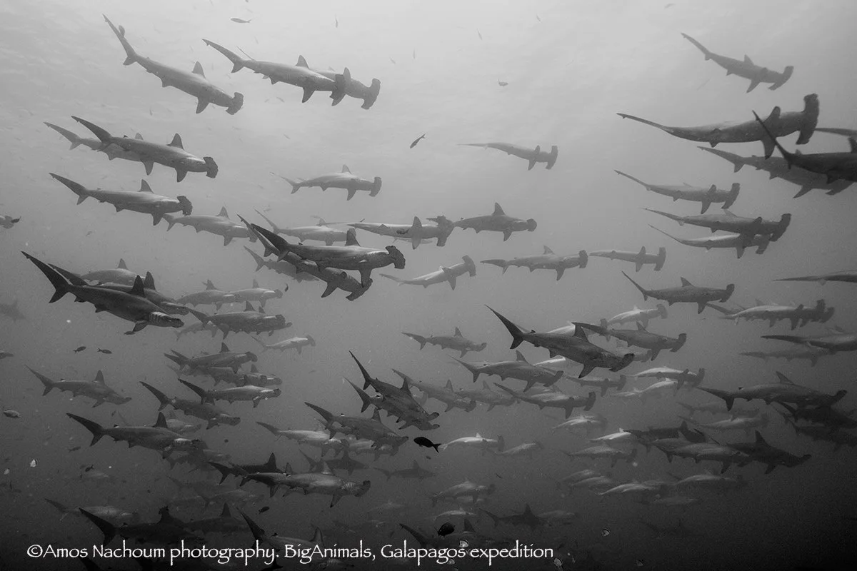 EXPLORING THE GALAPAGOS FROM A NEW PERSPECTIVE: UNDERWATER WITH BIGANIMALS GLOBAL EXPEDITIONS. HAMMERHEAD SHARKS. IMAGE: AMOS NACHOUM