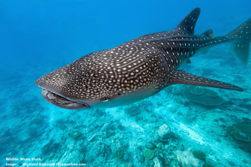 Whale Shark Field Guide