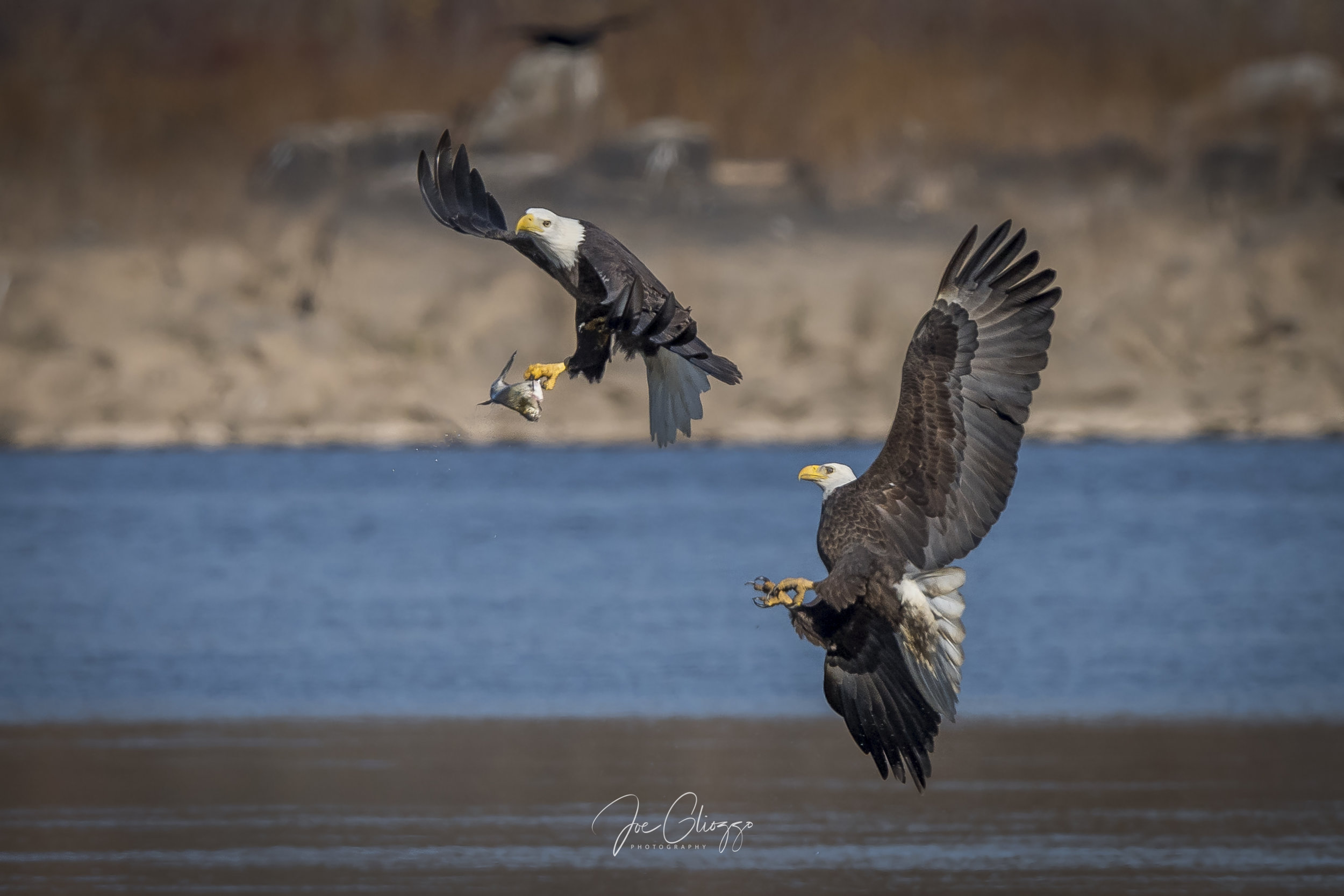 How To Get Spectacular Images of Bald Eagles at Conowingo Dam, Maryland