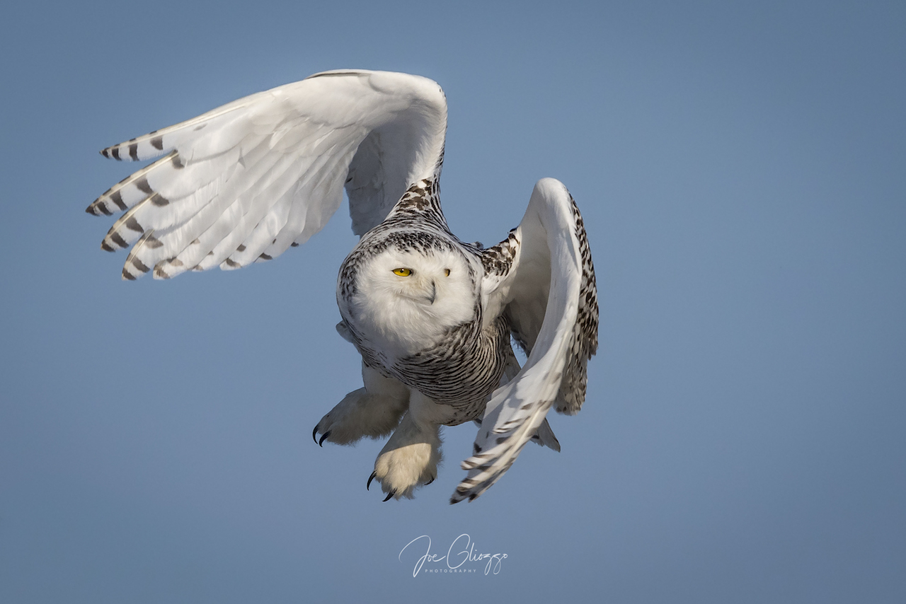 Arctic Angles on the Dunes - How to Photograph Snowy Owls 