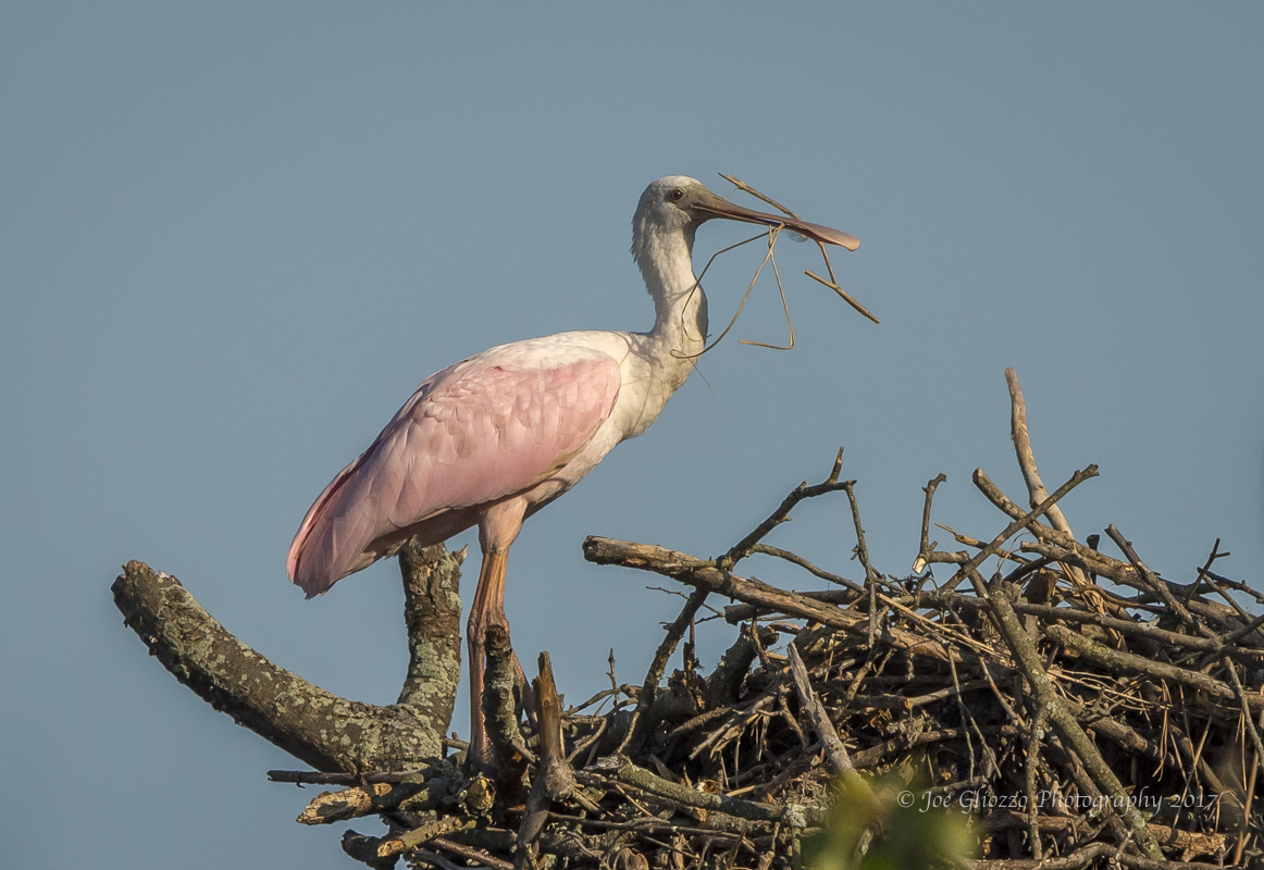 The True Tale of the Crazy Lost Bird in New Jersey 