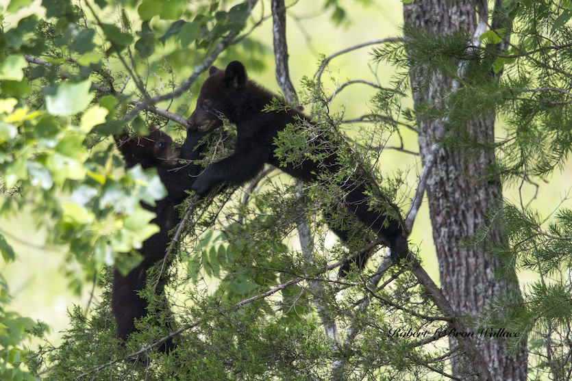 Photographing Black Bear in the Rain. Cades Cove, Tennessee 