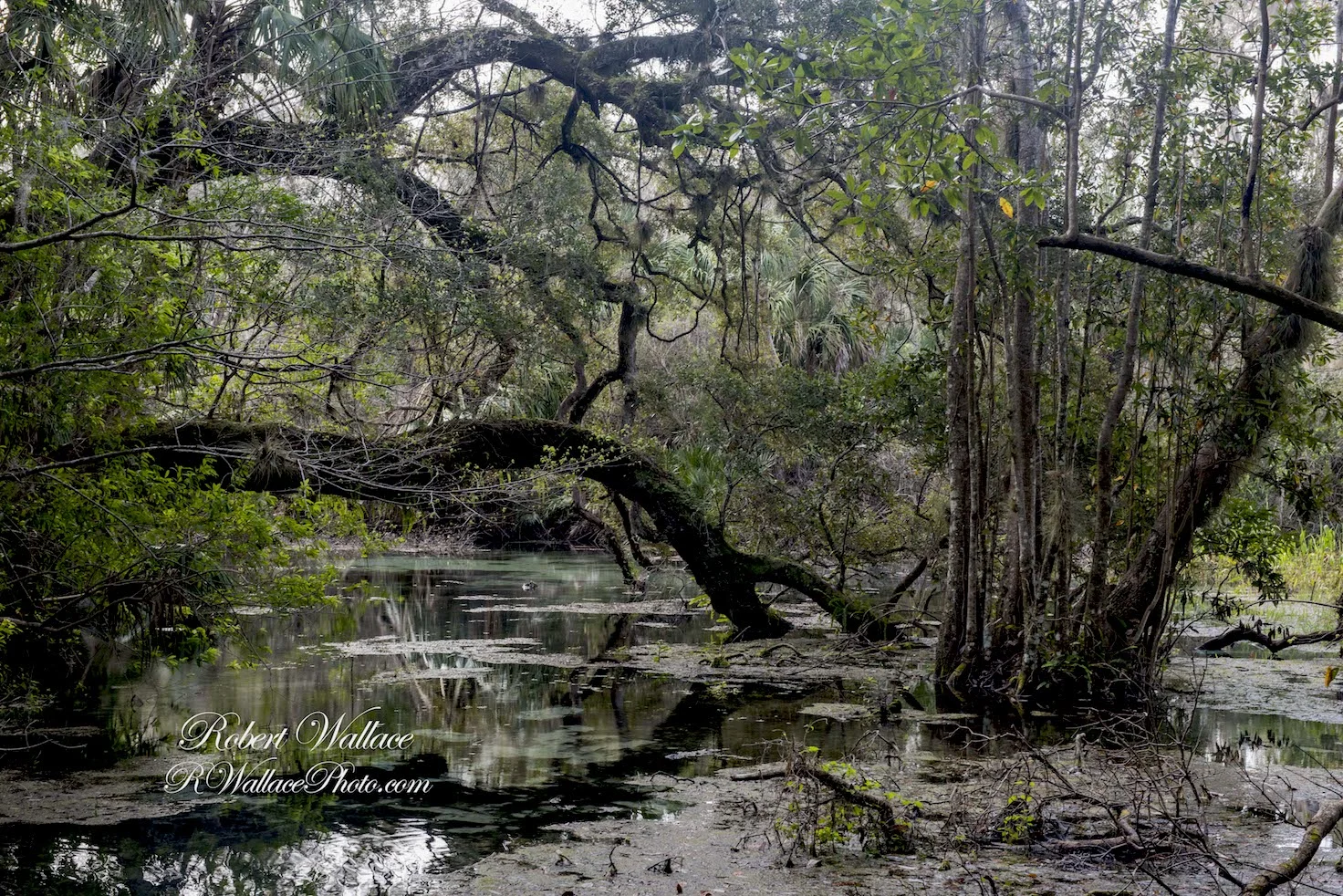 THE VIEW FROM ONE OF THE WALKING TRAILS AT RAINBOW SPRINGS STATE PARK. IMAGE: ROBERT WALLACE, RWALLACE PHOTO.COM