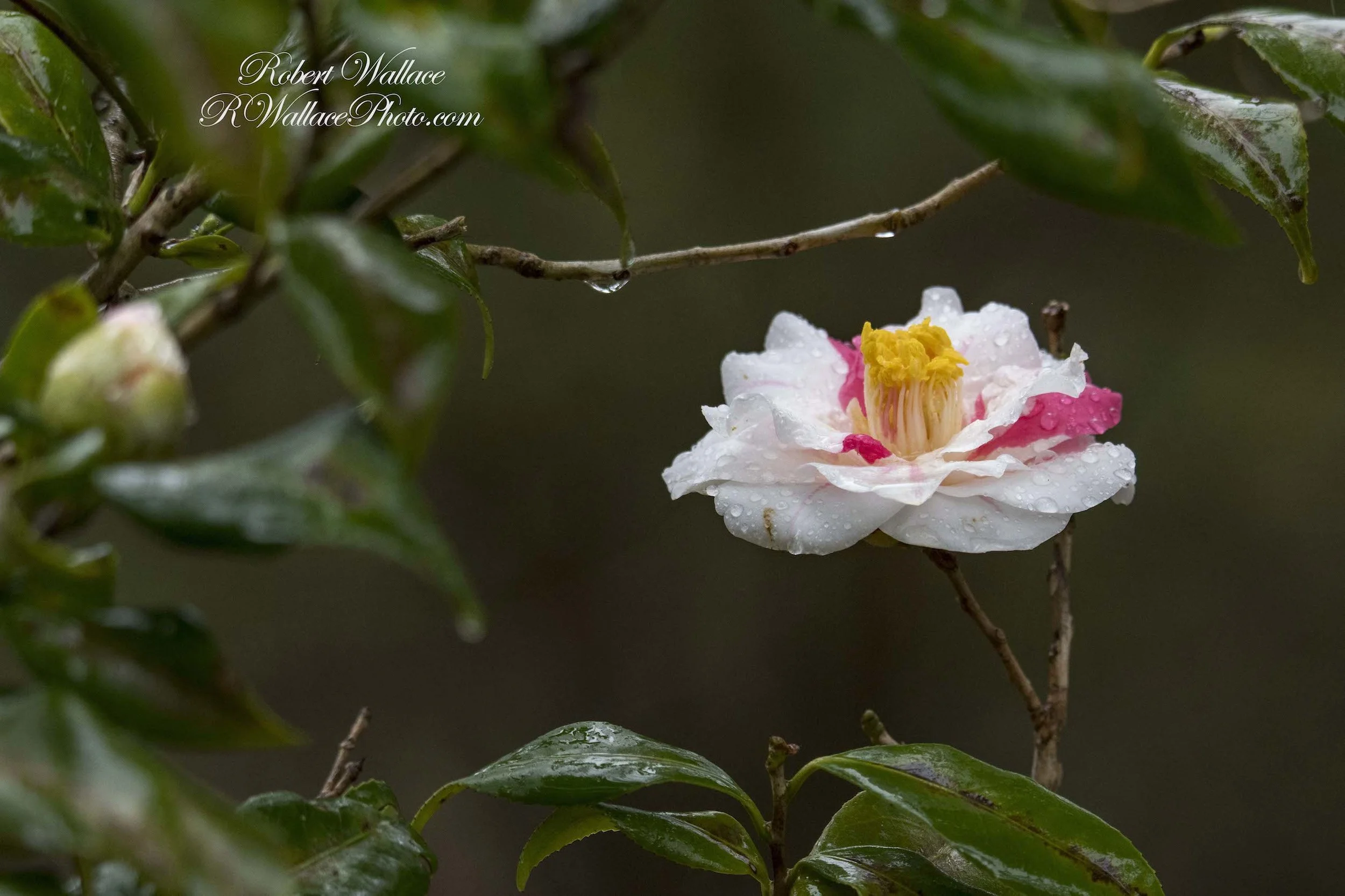 IF YOU LOVE FLOWERS, THEY ARE EVERYWHERE ALONG THE WALKING PATHS AT RAINBOW SPRINGS STATE PARK! A WILD ROSE DOES NOT SEEM TO MIND THE DAY'S RAIN. IMAGE: ROBERT WALLACE, RWALLACE PHOTO.COM
