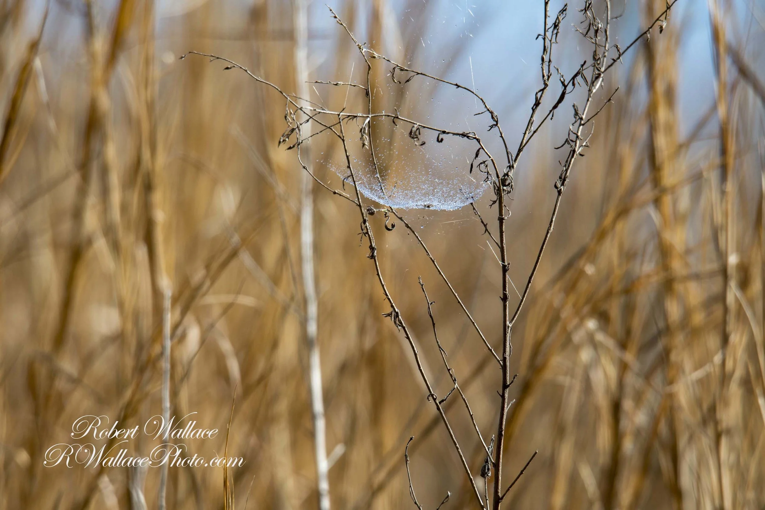 THERE IS MAGIC IN THE SMALLEST DETAILS. THE RAIN HUNG DIAMONDS ON A SPIDERS WEB. IMAGE: ROBERT WALLACE, RWALLACE PHOTO.COM