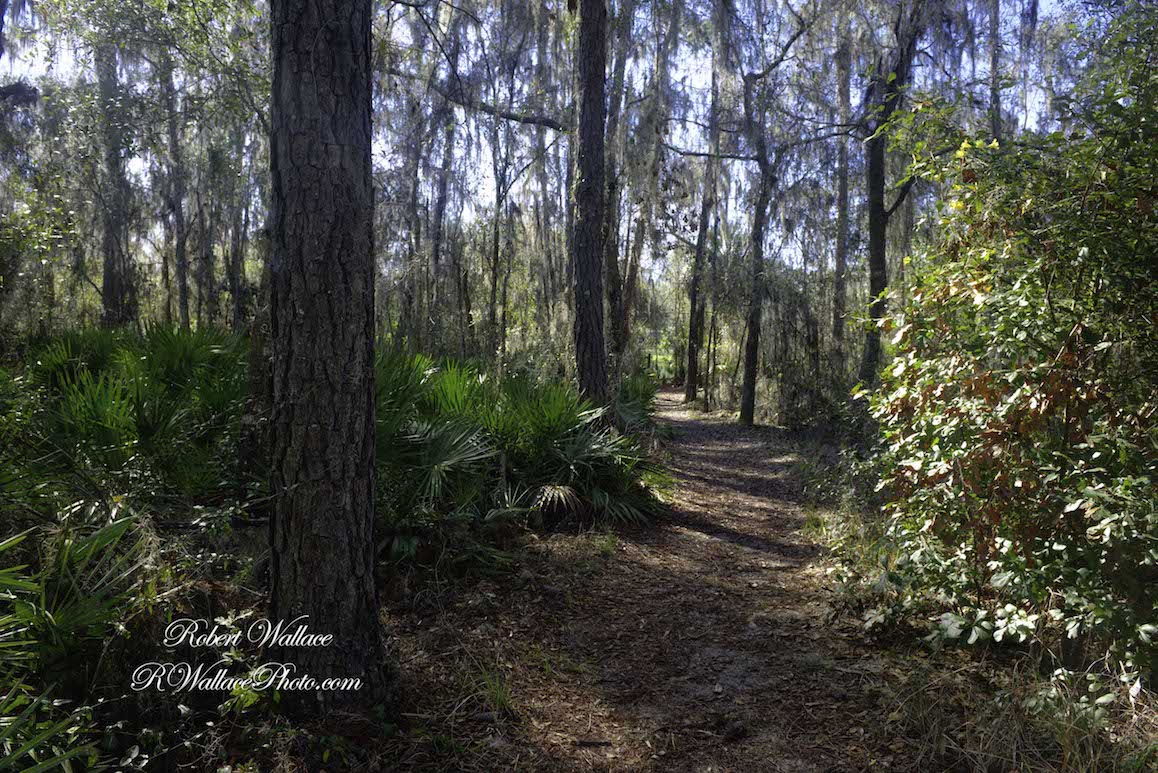 the SECOND TIME I VISITED THE DAY WAS PERFECT. AFTER AWHILE THE path turns soft with tall trees, singing birds and chattering squirrels all around. IMAGE: ROBERT WALLACE RWALLACE PHOTO