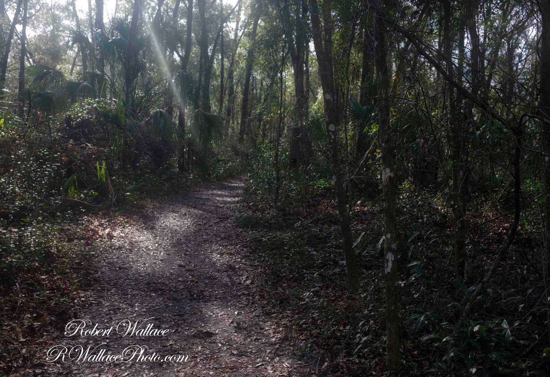 THE PAVED PATH ENDS WHERE THE FOREST BEGINS. IMAGE: ROBERT WALLACE, RWALLACE PHOTO