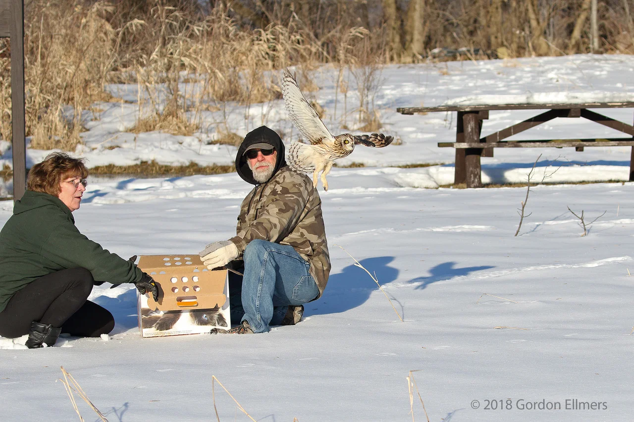 ENDANGERED-SHORT-EARED-OWL-RESCUED-RELEASED-WASHINGTON-COUNTY-FRIENDS-IBA.jpg