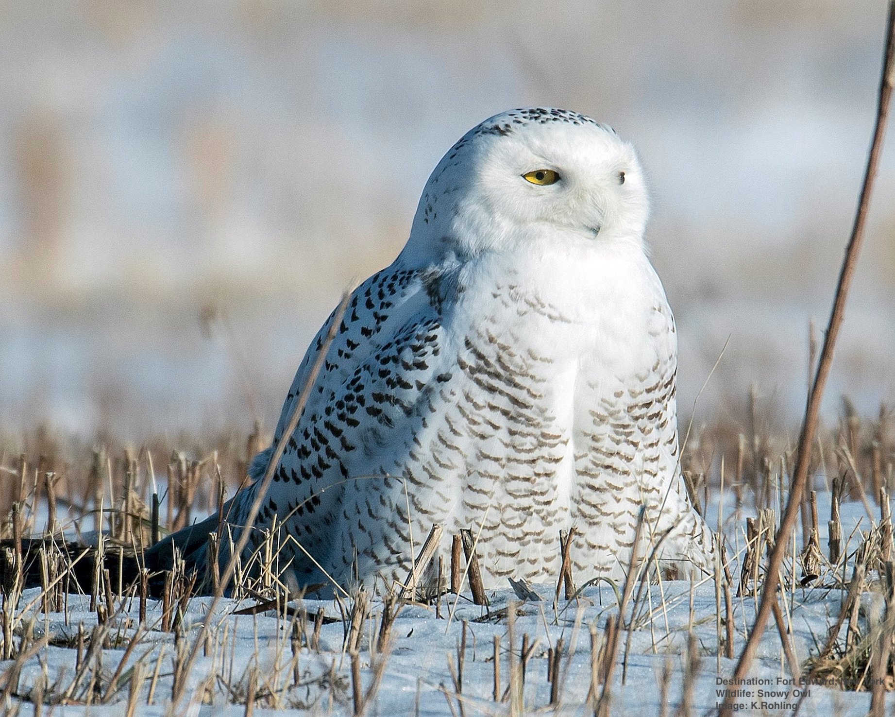 Are You Willing to Kill for a Better Snowy Owl Photo? 