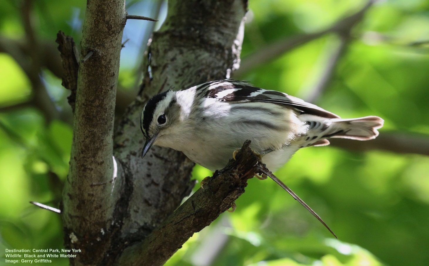 How to Find Warblers & Make Friends in the Hudson River Valley