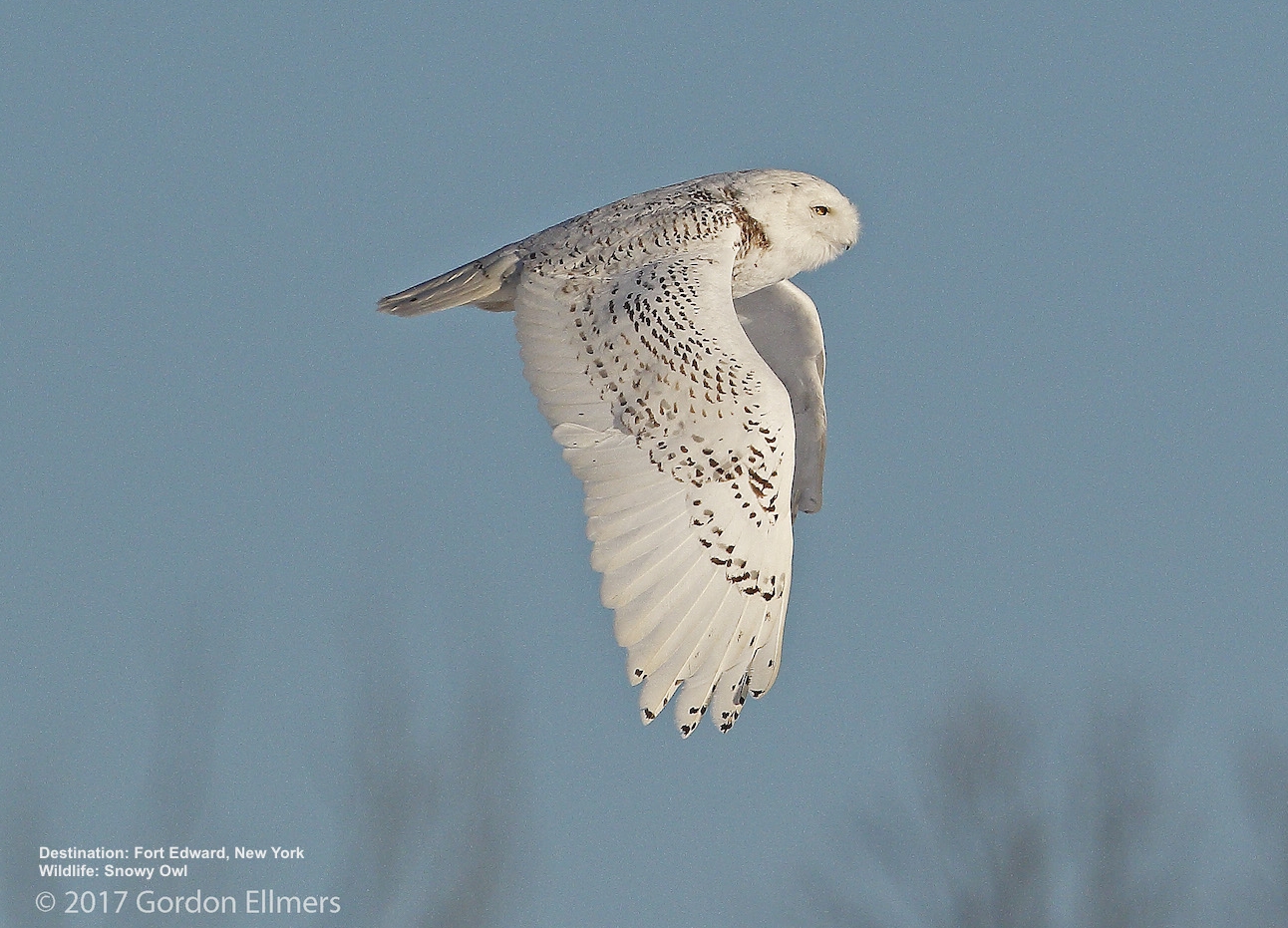 Finding Snowy Owls in New York State (also Short-Eared Owls) 