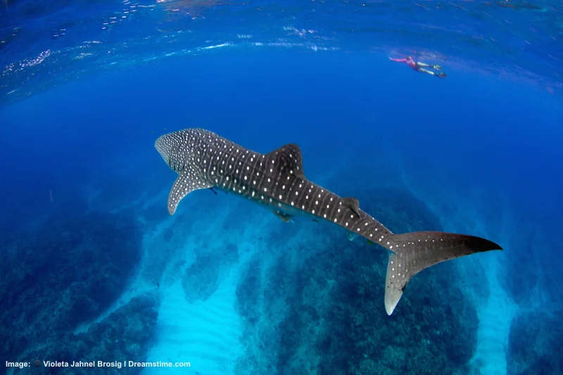 WHALE SHARK CRUISING NINGALOO REEF OFF AUSTRALIA'S NORTH-WEST COAST. THE BIGGEST SHARK OF ALL EATS KRILL. THEIR CONSTANT MIGRATION IN SEARCH OF PLANKTON AND FISH SPAWN MEANS YOU MAY MEET UP WITH THIS GUY AGAIN, LIKE A FAVORITE MARINE TRAVEL BUDDY, IN WATERS OFF AFRICA OR THE PHILIPPINES OR .. .©BLUEMEDIAEXMOUTH ⎮DREAMSTIME.COM