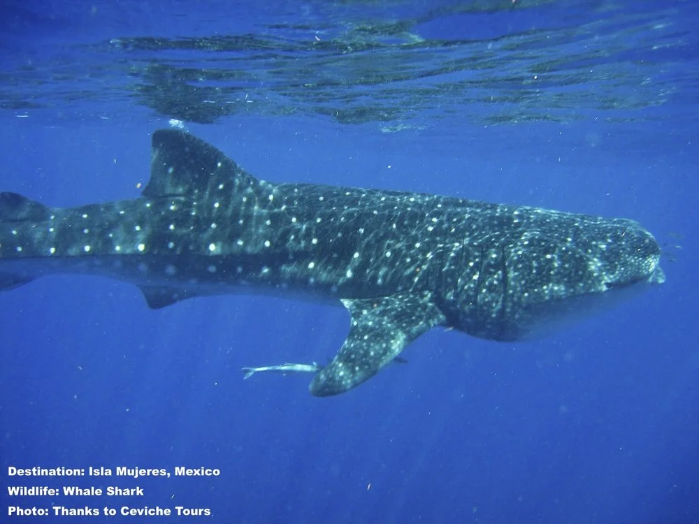 THE GLOBAL POPULATION OF WHALE SHARKS IS UNKNOWN, BUT THEY FACE A HOST OF EXISTENTIAL THREATS . IMAGE: JOHN VATER, CEVICHE TOURS, ISLA MUJERES, MEXICO.