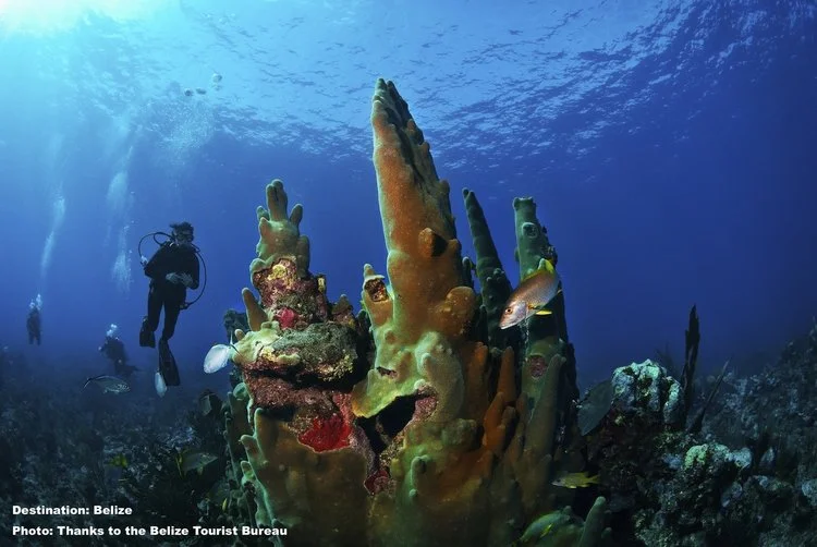 REEFS, WHERE FISH GATHER TO SPAWN, ARE VITAL TO WHALE SHARKS AND OTHER MEGAFAUNA. RISING OCEAN TEMPERATURES DUE TO GLOBAL WARMING IS NEGATIVELY AFFECTING THE WORLD'S CORAL REEFS. IMAGE: THANKS TO BELIZE TOURISM BOARD.