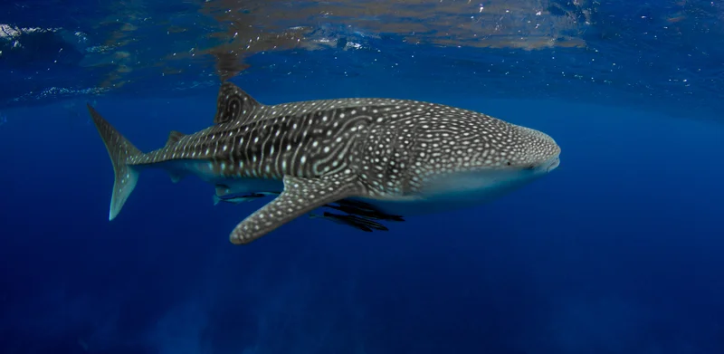 NINGALOO COAST IN WESTERN AUSTRALIA IS A UNESCO HERITAGE SITE FOR ITS BIODIVERSITY BOTH ON LAND AND IN THE SEA. IT IS ALSO THE HOME OF ECOCEAN, DEDICATED TO RESEARCHING WHALE SHARKS. IMAGE: ©BLUEMEDIAEXMOUTH⎮DREAMSTIME.COM