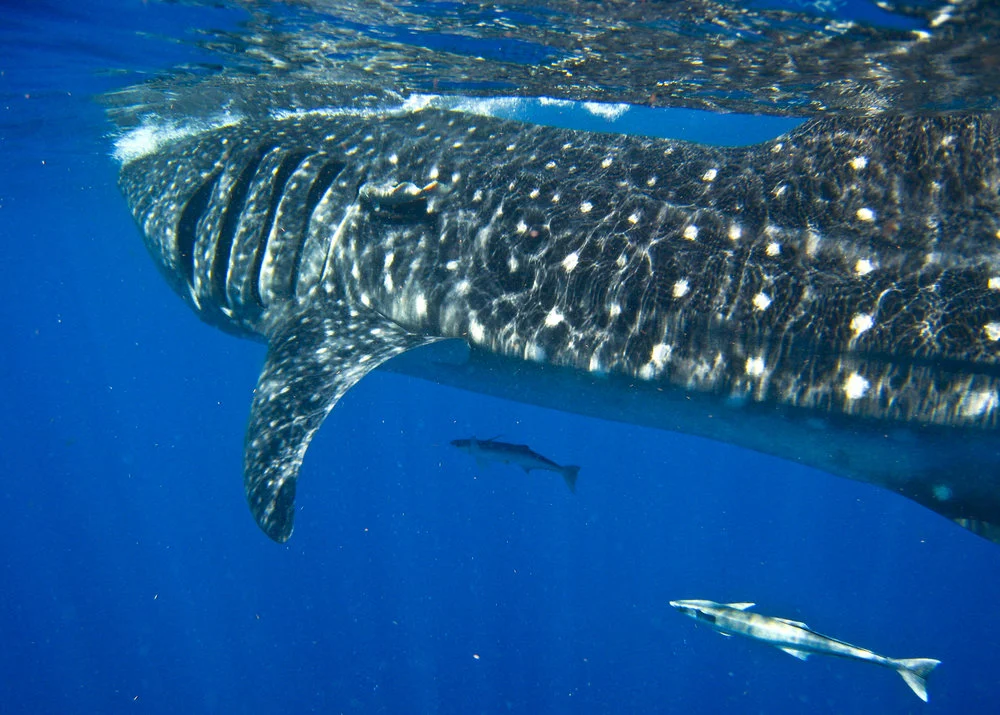 WILDBOOK FOR WHALE SHARKS TURNS A VACATION INTO CITIZEN SCIENCE ADVENTURE - AND IT IS FUN, TOO! IMAGE: JOHN VATER, CEVICHE TOURS, ISLA MUJERES, MEXICO.