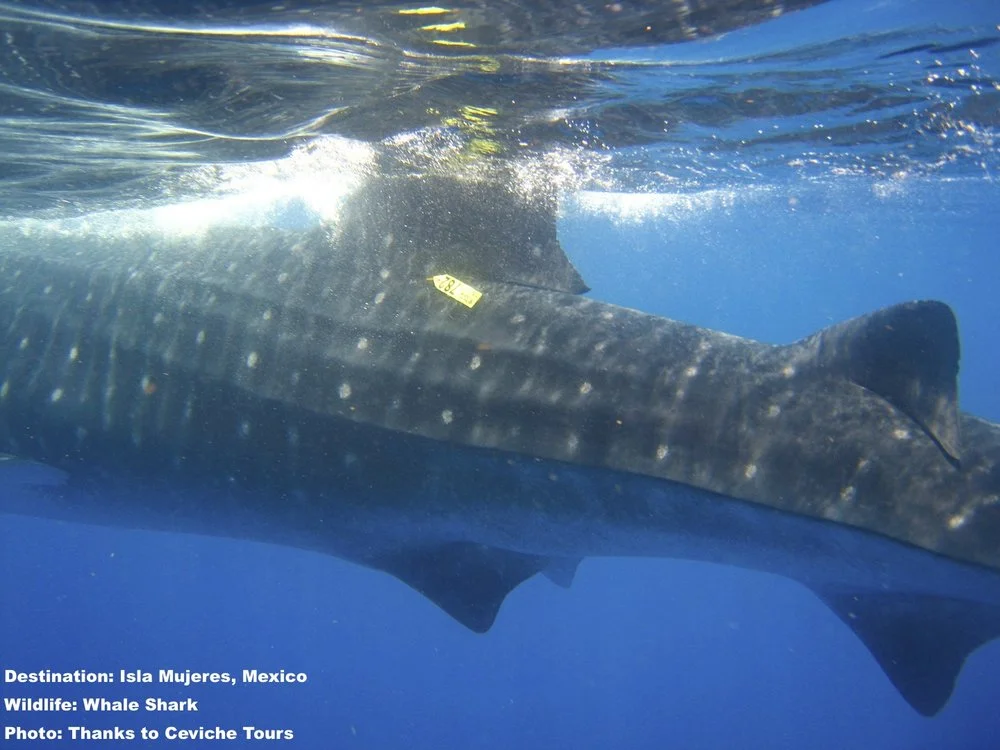 STUDIES ON WHALE SHARK MIGRATION USE BOTH TAGS AND PHOTOS TO IDENTIFY INDIVIDUALS IMAGE: THANKS TO JOHN VATER, CEVICHE TOURS, ISLA MUJERES, MEXICO.