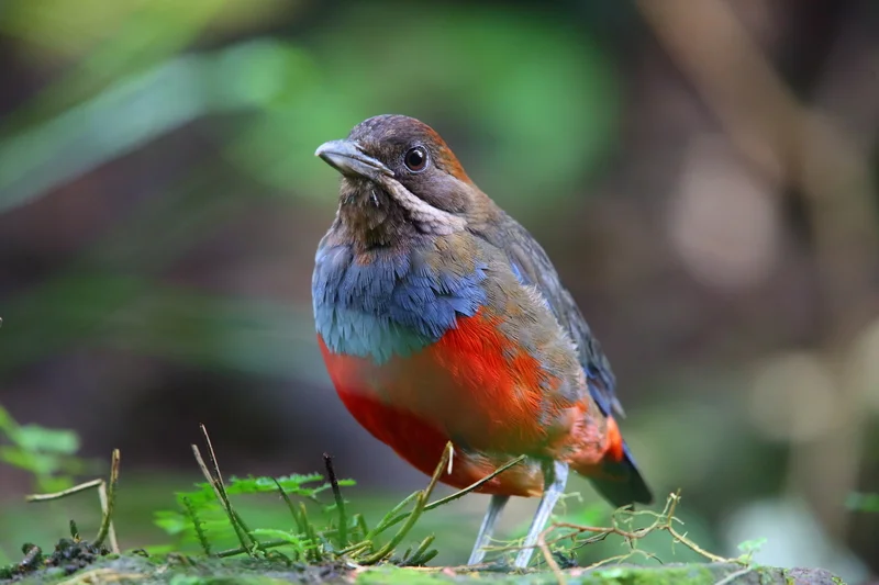 AT DONSOL BAY YOU MAY SEE THE VULNERABLE WHISKERED PITTA, ONE OF LUZON ISLAND'S COLORFUL AVIAN ENDEMICS IMAGE: ©DON SIMON⎮DREAMSTIME.COM