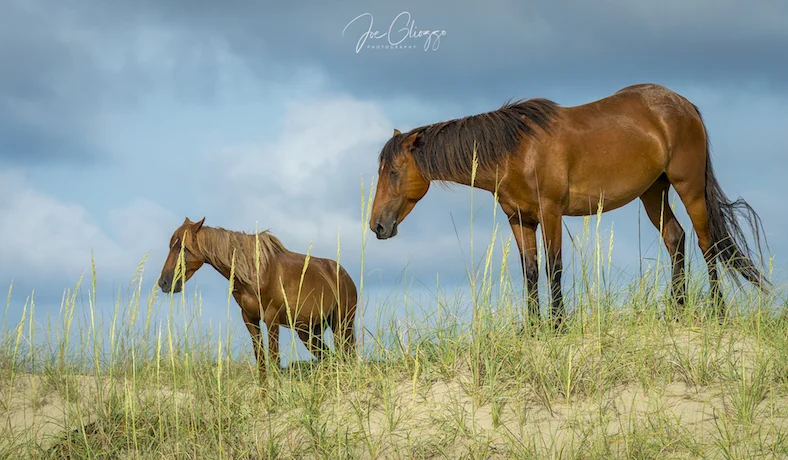FROM MY EXPERIENCE IN WILDLIFE PHOTOGRAPHY THERE IS NOTHING BETTER THAN CAPTURING BABIES WITH THEIR PARENTS. IMAGE: ©JOE GLIOZZO