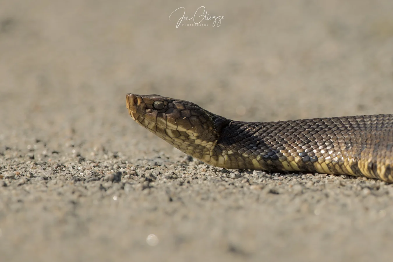 this snake making his way across the road did not show me his mouth but I think it is a cotton mouth snake. image: j©oe gliozzo