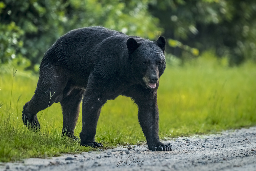 THE HUGE BLACK BEAR BEGAN TO WALK TOWARD US - AND THEN CHANGED DIRECTION. IMAGE: JOE GLIOZZO