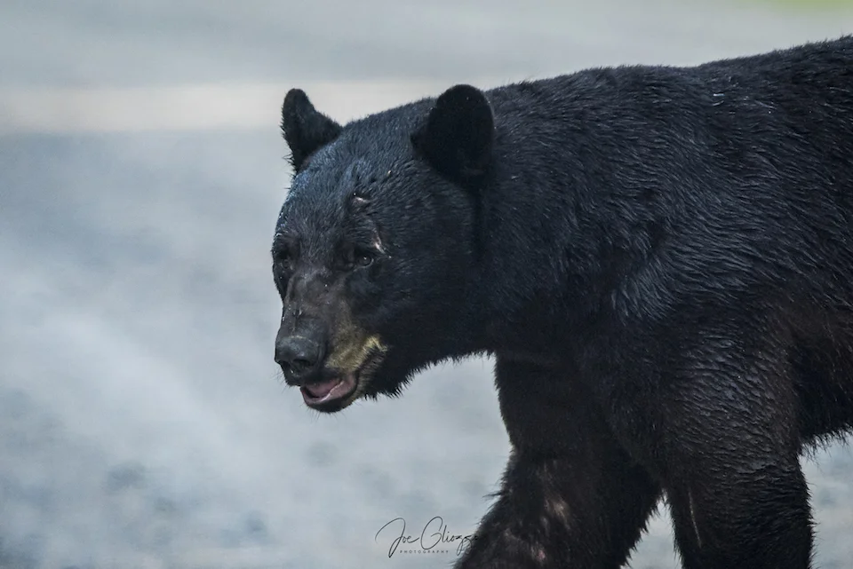 I DUBBED THE HUGE BLACK BEAR "SACREFACE" FOR OBVIOUS REASONS. IMAGE: joe gliozzo