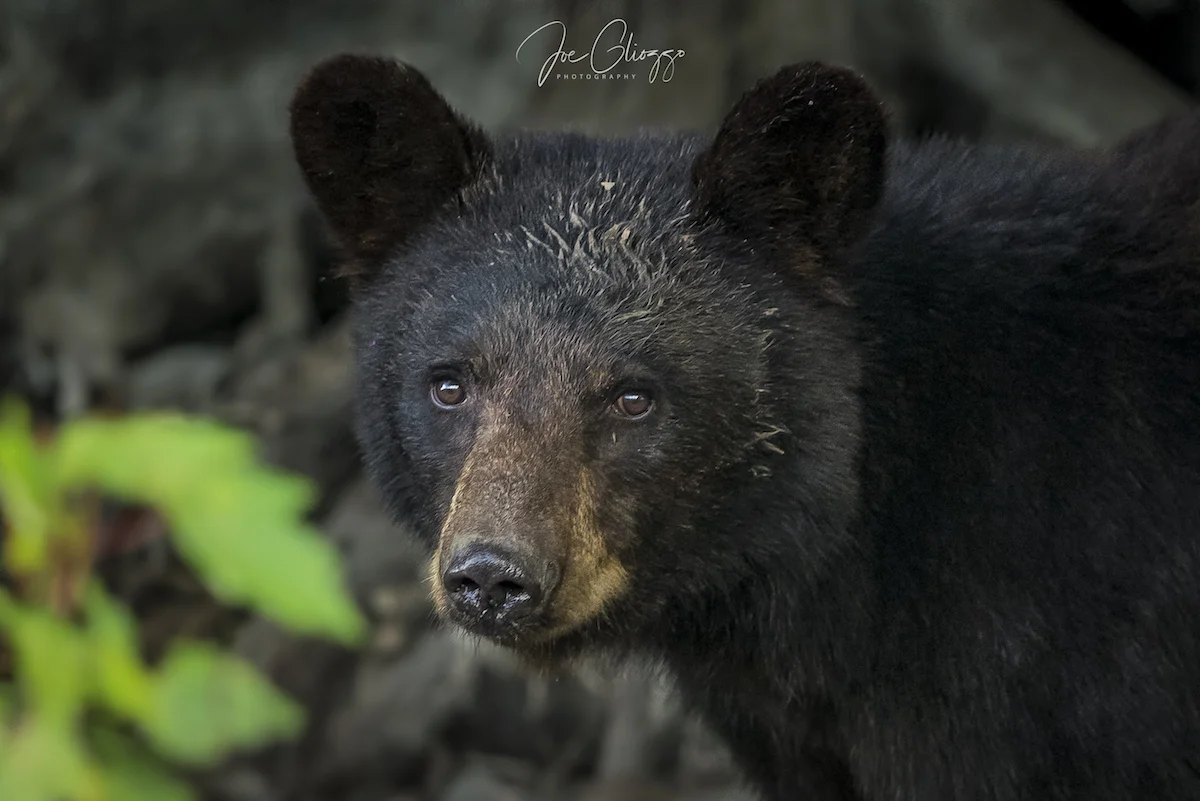 YOUNG BLACK BEAR ENJOYING THE SOYBEAN FIELD WAS NOT BOTHERED BY MY CAMERA - HOWEVER, I WAS SAFELY SHOOTING FROM THE CAR. IMAGE: ©JOE GLIOZZO