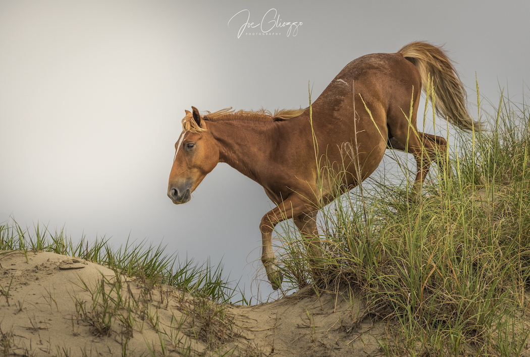 WATCHING THE WILD HORSES GRAZE AND PLAY WAS AN INCREDIBLE EXPERIENCE. DON'T MISS THE NORTH CAROLINA'S OUTER BANKS. IMAGE: JOE GLIOZZO