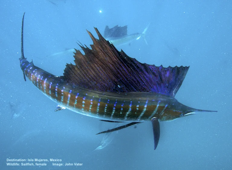 SWIMMING WITH SAILFISH IS ALSO GREAT FUN. THE FASTEST SWIMMER IN THE OCEAN REACHES SPEEDS OF 68MPH (110KPH), BUT SAILFISH ARE IN RAPID DECLINE. STILL HIGHLY PRIZED BY SPORT FISHERMAN, THIS IS A CATCH AND RELEASE SPECIES FOR CEVICHE TOURS CLIENTS. BIODEGRADABLE, DISSOLVING HOOKS ARE USED. IMAGE: JOHN VATER, CEVICHE TOURS