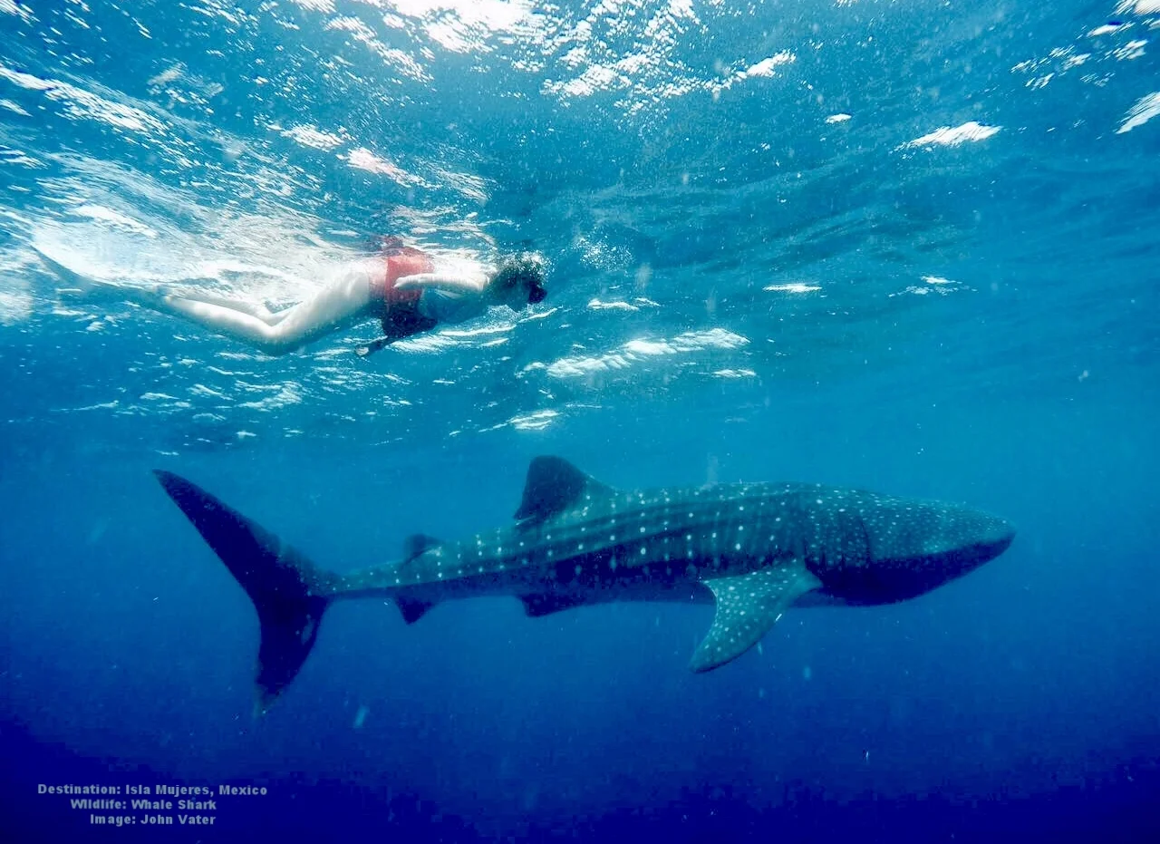 DURING THE YEAR JUVENILE WHALE SHARKS, LIKE THIS ONE COME TO FEED. ONCE A YEAR THE BIG ADULTS ARRIVE AND FESTIVAL TIME! IMAGE: JOHN VATER