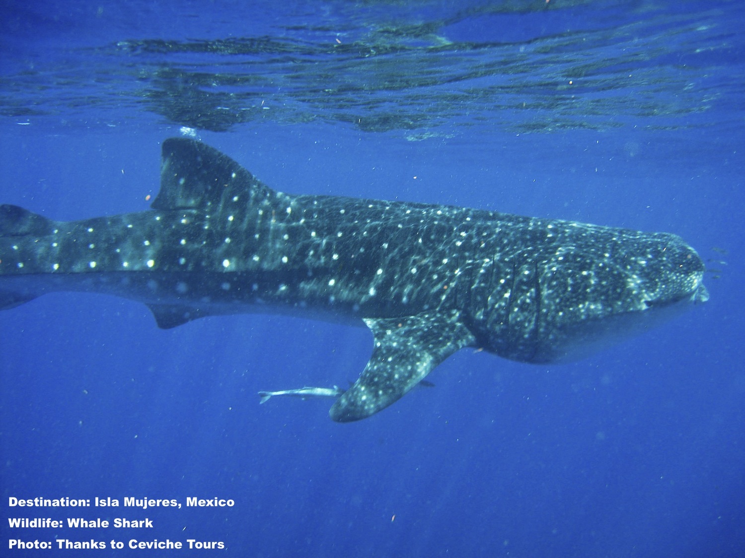 Escape Winter! 8 Remarkable Places to Swim with Whale Sharks