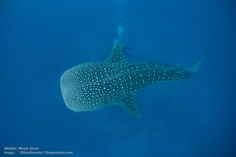 Field Guide to Whale Sharks 