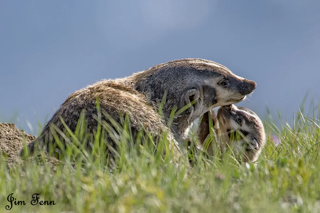 BADGER LOVE. A MOM BADGER HAS A QUIET MOMENT WITH ONE OF THIS SPRING'S LITTER. YELLOWSTONE NATIONAL PARK, WYOMING IMAGE: JIM FENNESSY